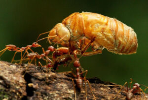 Pest Control Bedbugs Ants