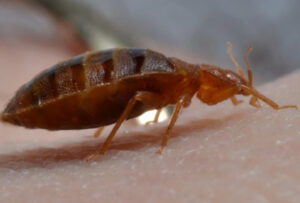 Pest Control Bedbugs Bed Bugs Queens Brooklyn NYC Long Island Manhattan Staten Island Bronx