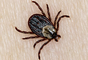 Pest Control Bedbugs Fleas Ticks Queens Brooklyn NYC Long Island Manhattan Staten Island Bronx