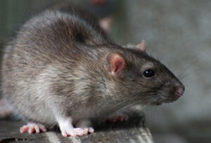 Pest Control Bedbugs Mice Rats Mouse Queens Brooklyn NYC Long Island Manhattan Staten Island Bronx