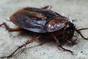 Pest Control Bedbugs Bed Bugs Queens Brooklyn NYC Long Island Manhattan Staten Island Bronx Roaches Cockroaches