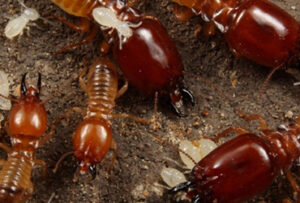 Pest Control Bedbugs Termites Queens Brooklyn NYC Long Island Manhattan Staten Island Bronx