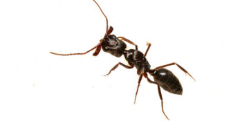 Pest Control  Exterminator
