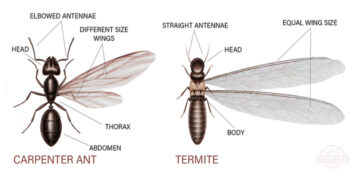 Pest Control  Exterminator