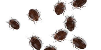 Pest Control  Exterminator